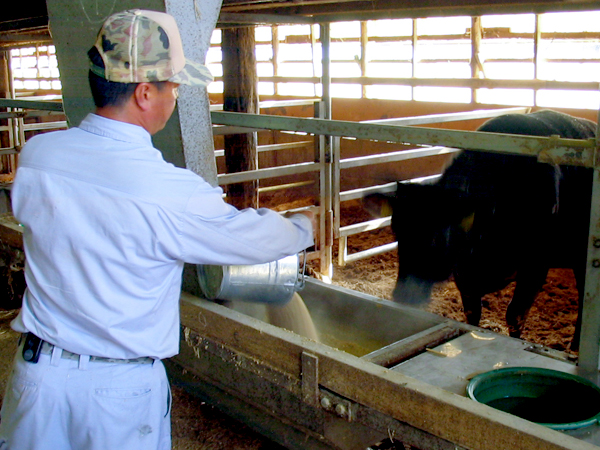和牛の飼育
